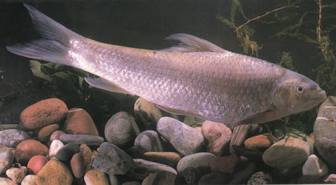 (Bangana) Род БАНГАНЫ 22 вида